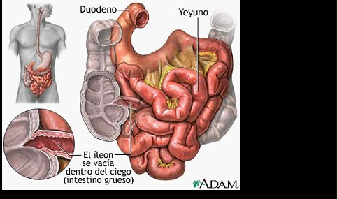 Sistema Digestivo - Partes Del Sistema Digestivo Humano